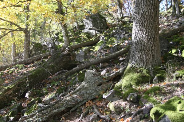 Obyce, 13.10.2013
Pohronský Inovec - Záhradská dolina. Vrch Dúbrava. 
Mots-clés: Pohronský Inovec Obyce Záhradská dolina vrch Dúbrava