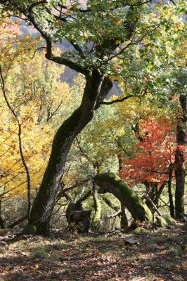 Obyce, 13.10.2013
Pohronský Inovec, Záhradská dolina - vrch Cerov.
Klíčová slova: Pohronský Inovec Obyce Záhradská dolina vrch Cerov