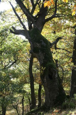 Obyce, 13.10.2013
Pohronský Inovec, Záhradská dolina - vrch Cerov.
Mots-clés: Pohronský Inovec Obyce Záhradská dolina vrch Cerov