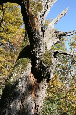 Obyce, 13.10.2013
Pohronský Inovec - Záhradská dolina. Vrch Dúbrava. 
Mots-clés: Pohronský Inovec Obyce Záhradská dolina vrch Dúbrava