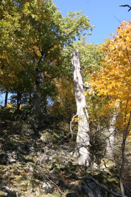 Obyce, 13.10.2013
Pohronský Inovec - Záhradská dolina. Vrch Dúbrava. 
Schlüsselwörter: Pohronský Inovec Obyce Záhradská dolina vrch Dúbrava