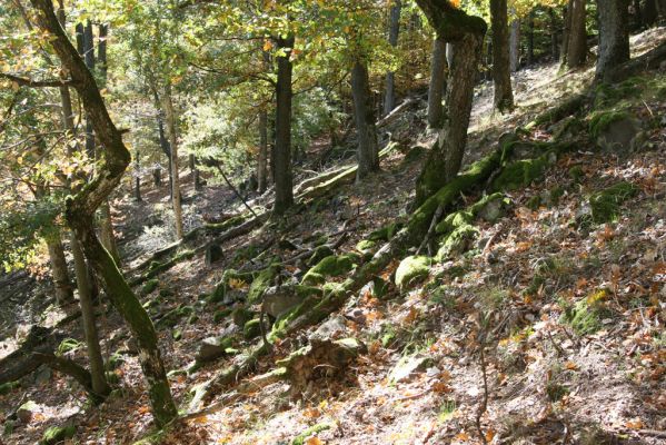 Obyce, 13.10.2013
Pohronský Inovec - Záhradská dolina. Vrch Dúbrava. 
Mots-clés: Pohronský Inovec Obyce Záhradská dolina vrch Dúbrava