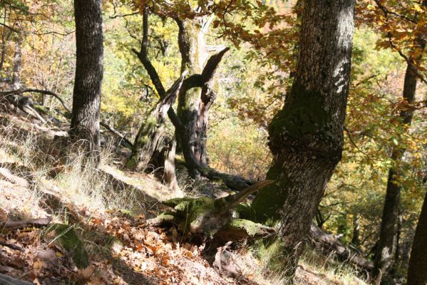 Obyce, 13.10.2013
Pohronský Inovec - Záhradská dolina. Vrch Dúbrava. 
Schlüsselwörter: Pohronský Inovec Obyce Záhradská dolina vrch Dúbrava