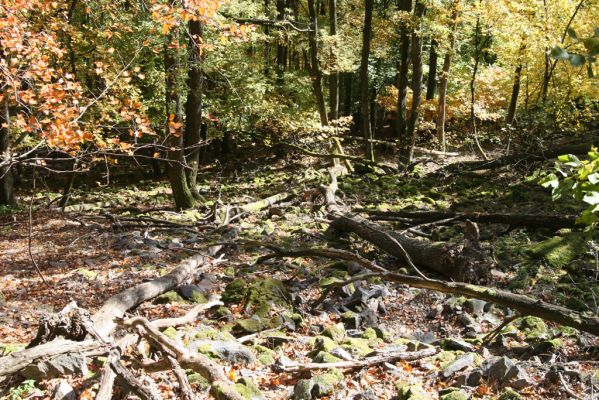 Obyce, 13.10.2013
Pohronský Inovec - Záhradská dolina. Vrch Dúbrava. 
Schlüsselwörter: Pohronský Inovec Obyce Záhradská dolina vrch Dúbrava