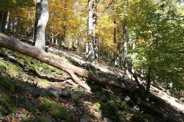 Obyce, 13.10.2013
Pohronský Inovec - Záhradská dolina. Vrch Dúbrava. 
Schlüsselwörter: Pohronský Inovec Obyce Záhradská dolina vrch Dúbrava