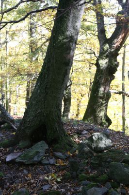 Obyce, 13.10.2013
Pohronský Inovec - Záhradská dolina. Vrch Dúbrava. 
Keywords: Pohronský Inovec Obyce Záhradská dolina vrch Dúbrava Ischnodes sanguinicollis Limoniscus violaceus