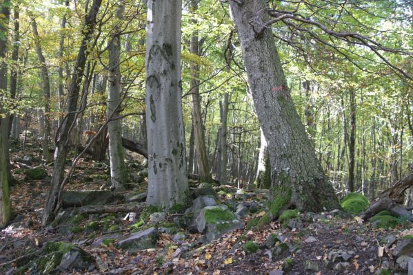 Obyce, 13.10.2013
Pohronský Inovec - Záhradská dolina. Vrch Dúbrava. 
Mots-clés: Pohronský Inovec Obyce Záhradská dolina vrch Dúbrava Ischnodes sanguinicollis Limoniscus violaceus