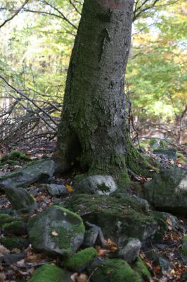 Obyce, 13.10.2013
Pohronský Inovec - Záhradská dolina. Vrch Dúbrava. 
Mots-clés: Pohronský Inovec Obyce Záhradská dolina vrch Dúbrava Ischnodes sanguinicollis Limoniscus violaceus