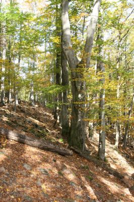 Obyce, 13.10.2013
Pohronský Inovec - Záhradská dolina. Vrch Dúbrava. 
Schlüsselwörter: Pohronský Inovec Obyce Záhradská dolina vrch Dúbrava