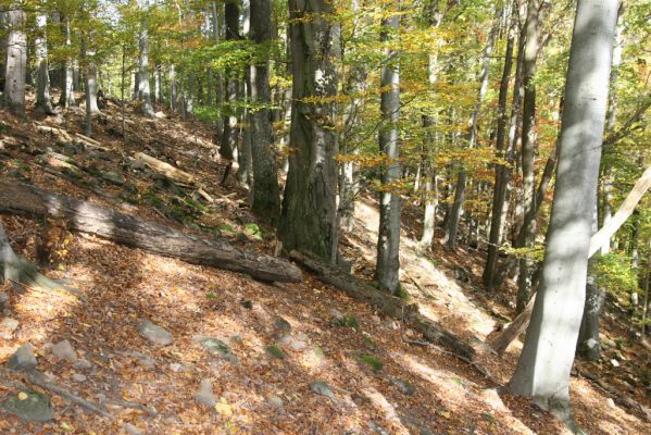 Obyce, 13.10.2013
Pohronský Inovec - Záhradská dolina. Vrch Dúbrava. 
Mots-clés: Pohronský Inovec Obyce Záhradská dolina vrch Dúbrava