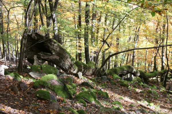 Obyce, 13.10.2013
Pohronský Inovec - Záhradská dolina. Vrch Dúbrava.
Mots-clés: Pohronský Inovec Obyce Záhradská dolina vrch Dúbrava