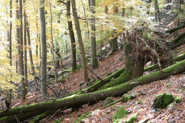 Obyce, 13.10.2013
Pohronský Inovec - Záhradská dolina. Vrch Dúbrava. 
Klíčová slova: Pohronský Inovec Obyce Záhradská dolina vrch Dúbrava