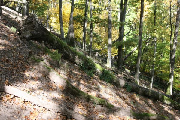 Obyce, 13.10.2013
Pohronský Inovec - Záhradská dolina. Vrch Dúbrava. 
Klíčová slova: Pohronský Inovec Obyce Záhradská dolina vrch Dúbrava Stenagostus rhombeus