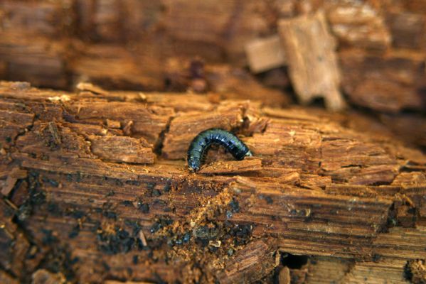 Obyce, 13.10.2013
Pohronský Inovec - Záhradská dolina. Vrch Dúbrava. Larva kovaříka Stenagostus rhombeus v trouchnivém dřevě padlého kmene lípy.
Schlüsselwörter: Pohronský Inovec Obyce Záhradská dolina vrch Dúbrava Stenagostus rhombeus