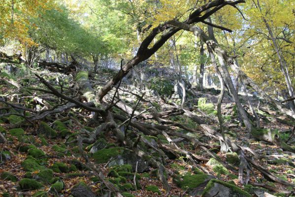 Obyce, 13.10.2013
Pohronský Inovec - Záhradská dolina. Vrch Dúbrava.
Klíčová slova: Pohronský Inovec Obyce Záhradská dolina vrch Dúbrava