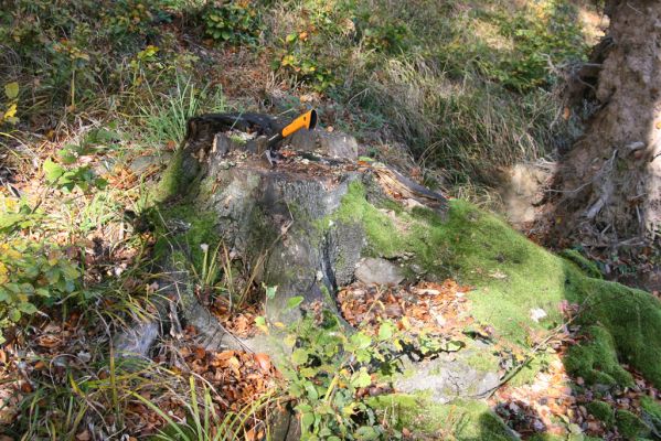 Obyce, 13.10.2013
Pohronský Inovec, Záhradská dolina - vrch Dúbrava.
Schlüsselwörter: Pohronský Inovec Obyce Záhradská dolina vrch Dúbrava Ampedus cinnaberinus pomorum rufipennis