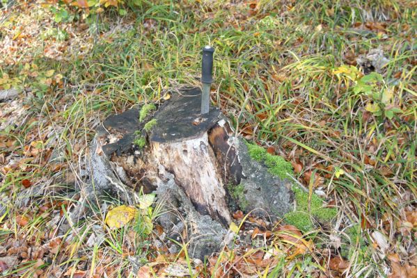 Obyce, 13.10.2013
Pohronský Inovec, Záhradská dolina - vrch Dúbrava.
Klíčová slova: Pohronský Inovec Obyce Záhradská dolina vrch Dúbrava Ampedus cinnaberinus pomorum rufipennis