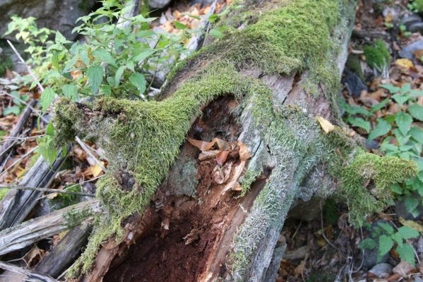 Obyce, 13.10.2013
Pohronský Inovec, Záhradská dolina - vrch Dúbrava.
Schlüsselwörter: Pohronský Inovec Obyce Záhradská dolina vrch Dúbrava Gnorimus variabilis