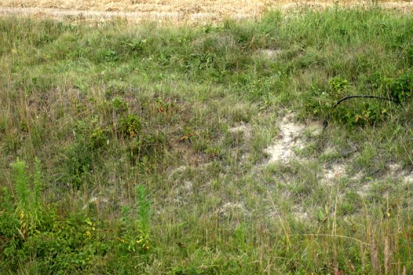 Očelice, 31.7.2008
Svah se stepní vegetací u železniční zastávky.
Klíčová slova: Očelice step