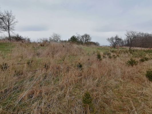 Piletice, 9.4.2021
Zalesněná východní část třešňovky.
Klíčová slova: Hradec Králové Piletice třešňovka zalesnění