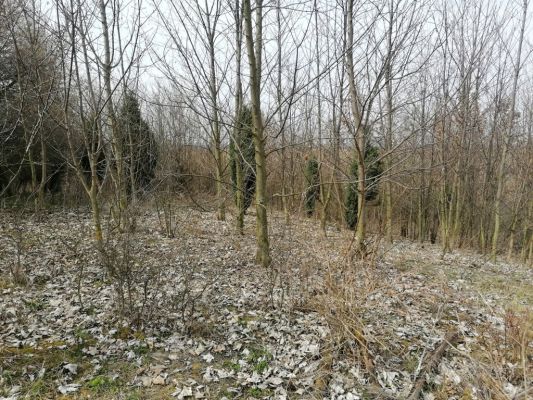 Piletice, 9.4.2021
Zalesněný vrch Okrouhlík.
Klíčová slova: Hradec Králové Piletice vrch Okrouhlík zalesnění