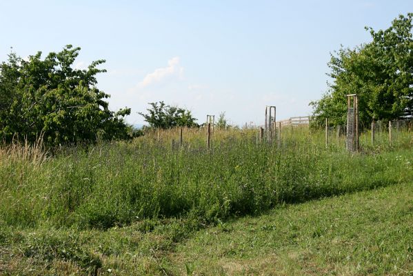 Piletice, vrch Okrouhlík - Třešňovka, 19.6.2008
Výsledek činnosti zavlažovacích zařízení v praxi (porovnej s obrázkem stepi ze dne 11.5.2008).
Keywords: Hradec Králové Piletice Okrouhlík třešňovka step zalesňovací program