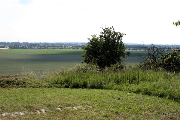 Piletice, vrch Okrouhlík - Třešňovka, 19.6.2008
Výsledek činnosti zavlažovacích zařízení v praxi (porovnej s obrázkem stepi ze dne 11.5.2008). 
Mots-clés: Hradec Králové Piletice Okrouhlík třešňovka step zalesňovací program