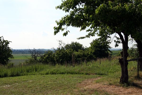 Piletice, vrch Okrouhlík - Třešňovka, 19.6.2008
Výsledek činnosti zavlažovacích zařízení v praxi (porovnej s obrázkem stepi ze dne 11.5.2008). 
Schlüsselwörter: Hradec Králové Piletice Okrouhlík třešňovka step zalesňovací program