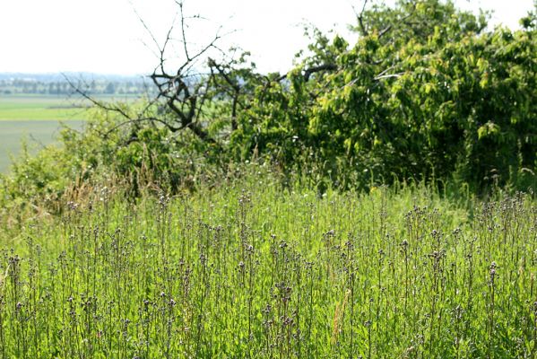 Piletice, vrch Okrouhlík - Třešňovka, 19.6.2008
Výsledek činnosti zavlažovacích zařízení v praxi (porovnej s obrázkem stepi ze dne 11.5.2008).
Keywords: Hradec Králové Piletice Okrouhlík třešňovka step zalesňovací program