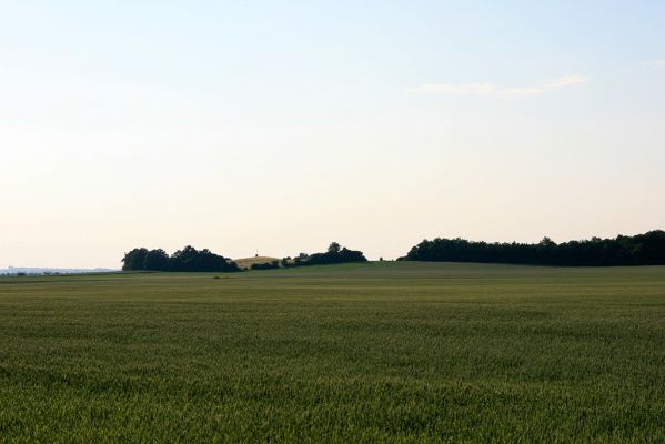 Piletice, vrch Okrouhlík, 19.6.2008
Pohled na step na vrchu Okrouhlíku od obce Slatina.
Mots-clés: Hradec Králové Piletice Okrouhlík step zalesňovací program