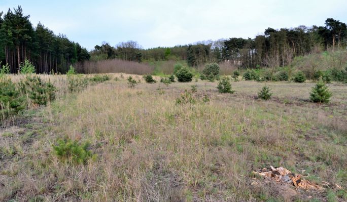 Oleško, 26.4.2014
Oleško - bývalá střelnice. Biotop kovaříků Dicronychus equiseti.
Klíčová slova: Oleško střelnice Dicronychus equiseti