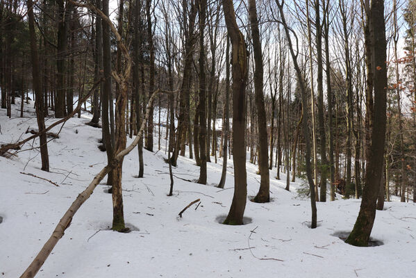 Olešnice v Orlických horách, 18.2.2022
Pod Vápenkou.
Keywords: Olešnice v Orlických horách Orlické hory Čihalka Vápenka Phloeostichus denticollis