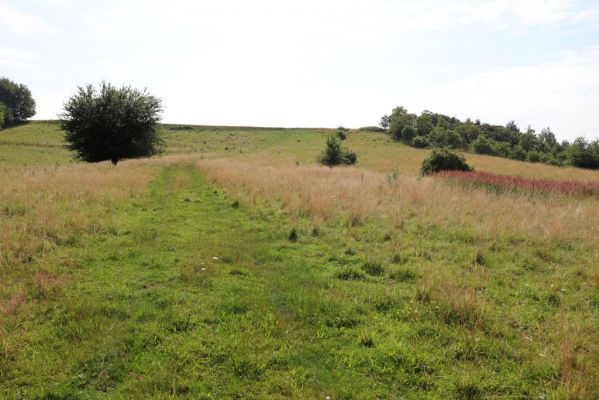 Olešnice, 23.7.2021
Strýc, pastvina.
Klíčová slova: Olešnice Strýc pastvina