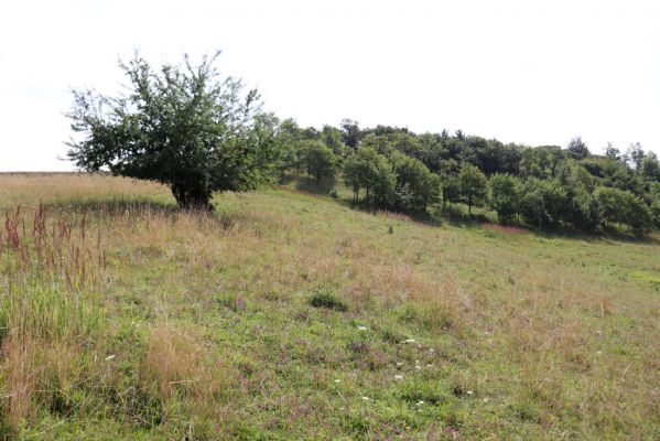 Častolovice, 23.7.2021
Strýc, pastvina.
Klíčová slova: Častolovice Strýc pastvina Agriotes gallicus