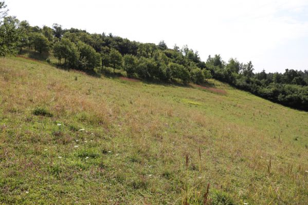 Častolovice, 23.7.2021
Strýc, pastvina.
Schlüsselwörter: Častolovice Strýc pastvina Agriotes gallicus