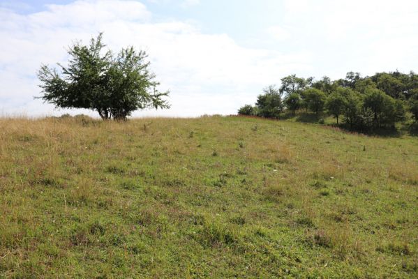 Častolovice, 23.7.2021
Strýc, pastvina.
Schlüsselwörter: Častolovice Strýc pastvina Agriotes gallicus