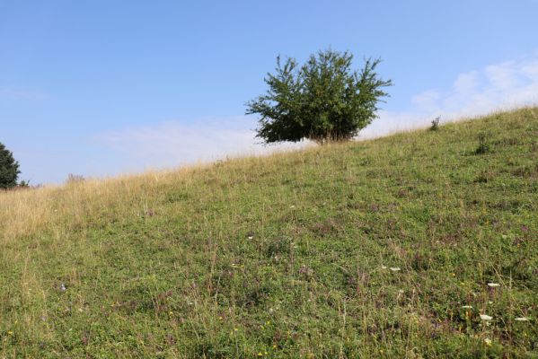 Častolovice, 23.7.2021
Strýc, pastvina.
Klíčová slova: Častolovice Strýc pastvina Agriotes gallicus
