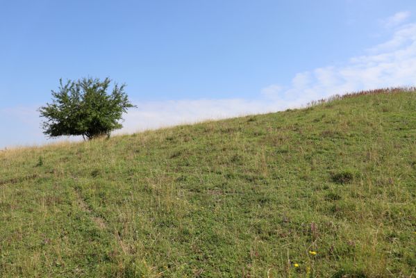 Častolovice, 23.7.2021
Strýc, pastvina.
Klíčová slova: Častolovice Strýc pastvina Agriotes gallicus