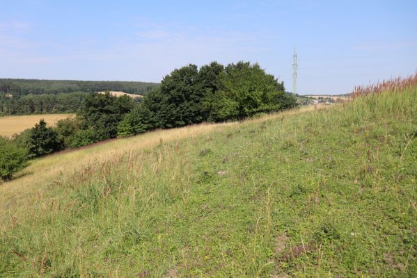 Častolovice, 23.7.2021
Strýc, pastvina.
Schlüsselwörter: Častolovice Strýc pastvina Agriotes gallicus