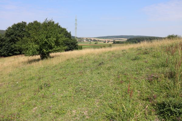 Častolovice, 23.7.2021
Strýc, pastvina.
Klíčová slova: Častolovice Strýc pastvina Agriotes gallicus