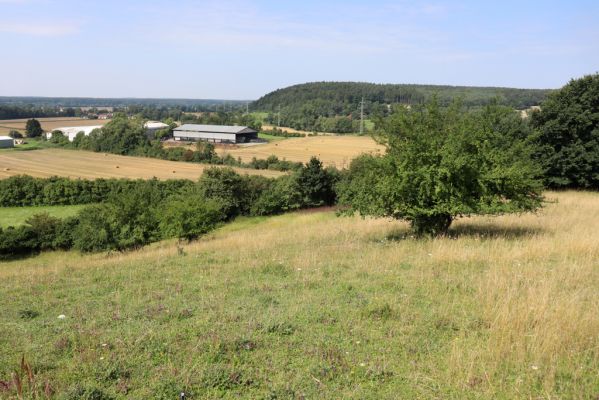 Častolovice, 23.7.2021
Strýc, pastvina. Pohled na Čestice.
Klíčová slova: Častolovice Strýc pastvina Agriotes gallicus Čestice