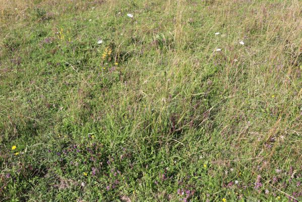 Častolovice, 23.7.2021
Strýc, pastvina.
Klíčová slova: Častolovice Strýc pastvina Agriotes gallicus