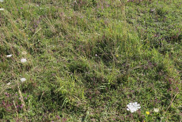 Častolovice, 23.7.2021
Strýc, pastvina.
Schlüsselwörter: Častolovice Strýc pastvina Agriotes gallicus
