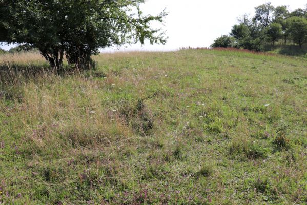 Častolovice, 23.7.2021
Strýc, pastvina.
Schlüsselwörter: Častolovice Strýc pastvina Agriotes gallicus