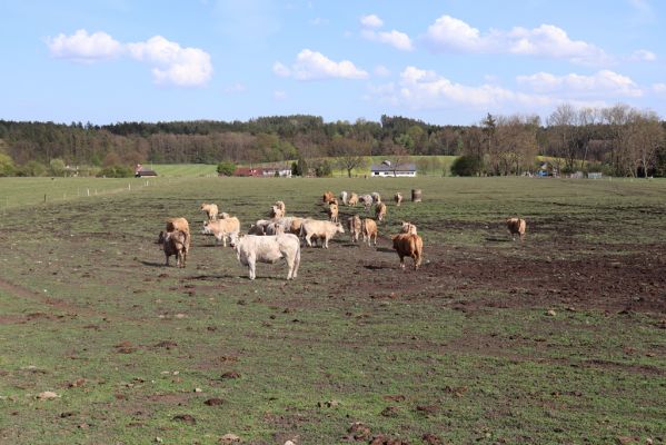 Olešnice, 25.4.2019
Pastvina.
Keywords: Olešnice pastvina