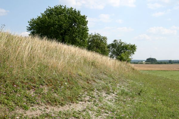 Olešnice, 26.7.2008
Step (bílá stráň) na západním svahu východně od Olešnice. Pohled k jihu na třešňovku.
Schlüsselwörter: Olešnice step třešňovka