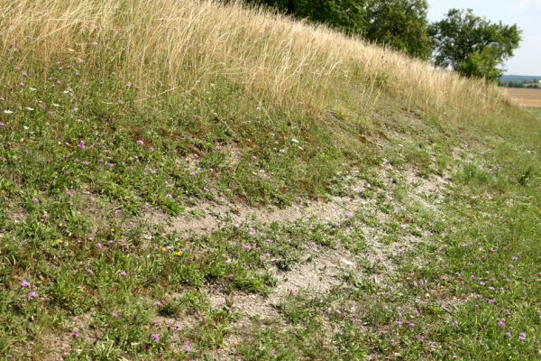 Olešnice, 26.7.2008
Step (bílá stráň) na západním svahu východně od Olešnice.
Klíčová slova: Olešnice step