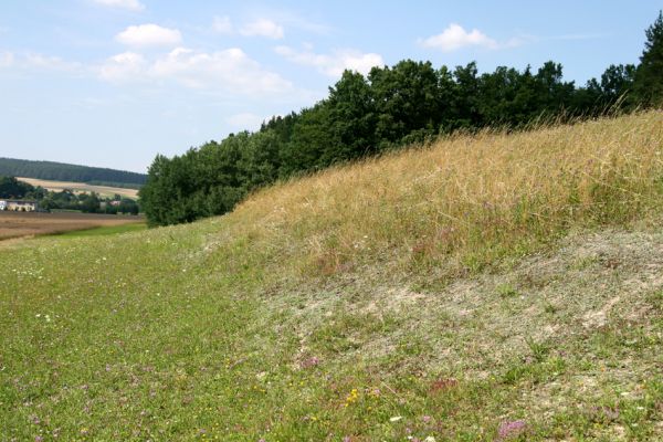 Olešnice, 26.7.2008
Step (bílá stráň) na západním svahu mezi obcemi Olešnice a Paseky. 
Klíčová slova: Olešnice step