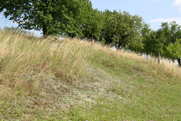 Olešnice, 26.7.2008
Step (bílá stráň) a třešňovka na západním svahu východně od Olešnice.
Klíčová slova: Olešnice step třešňovka