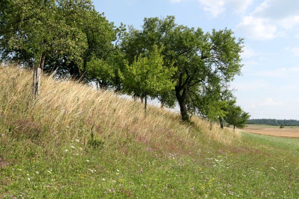 Olešnice, 26.7.2008
Okraj třešňovky na západním svahu východně od Olešnice. Pohled na jih.
Klíčová slova: Olešnice step třešňovka